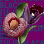 Shay & Blue Black Tulip Eau De Parfum 10ml